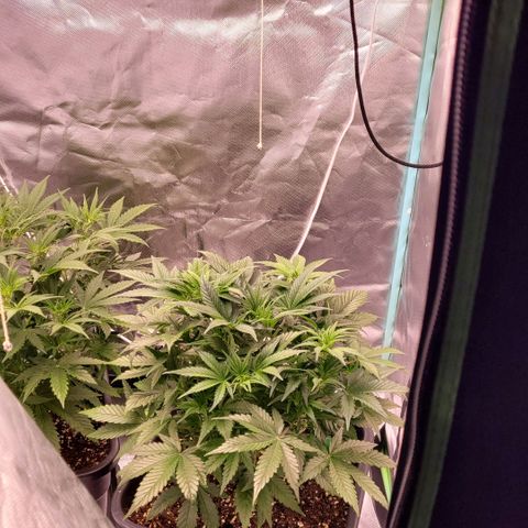 BubbleGum #1 growlog timeline photo