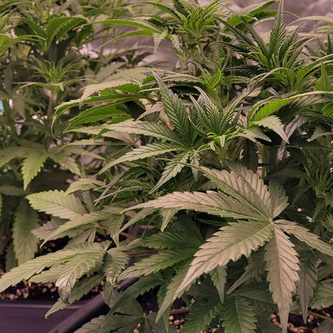 BubbleGum #1 growlog timeline photo