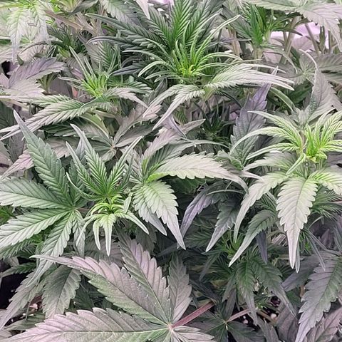 BubbleGum #1 growlog timeline photo