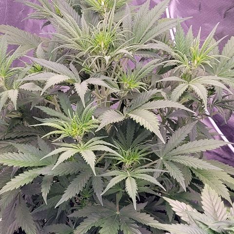 BubbleGum #2 growlog timeline photo