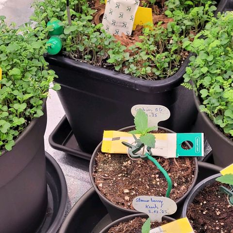 Berry growlog photo: Wunder schön wie es sprießt der Bodendecker auf der Living Soil