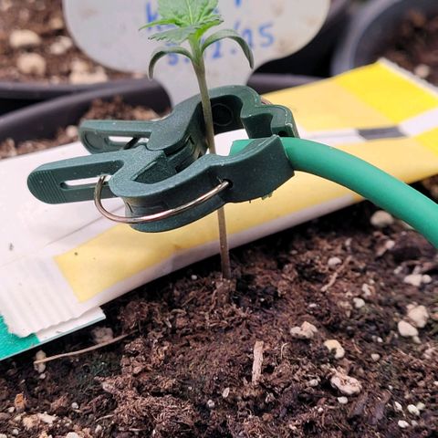 Berry growlog photo: Tag 2 Sämling