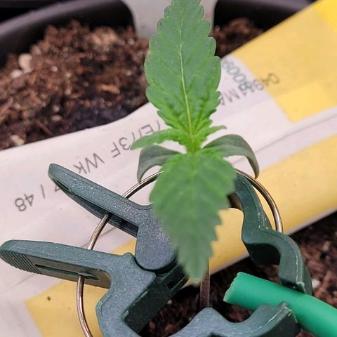 Berry growlog photo: Tag 2 Sämling