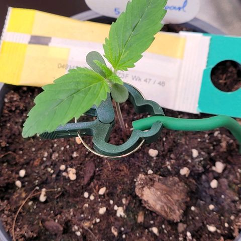 Pearli growlog photo: Tag 2 Sämling