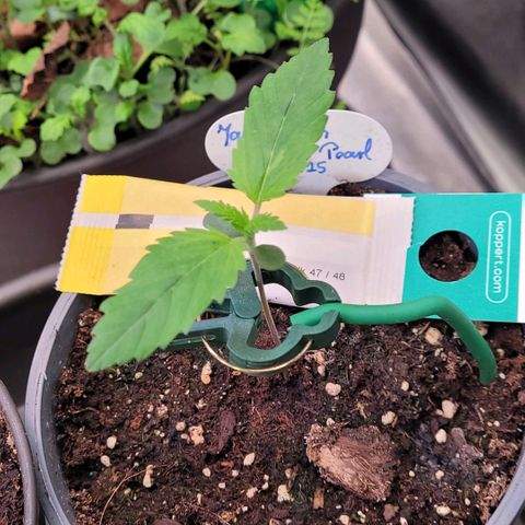 Pearli growlog timeline photo