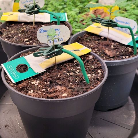 Berry growlog timeline photo