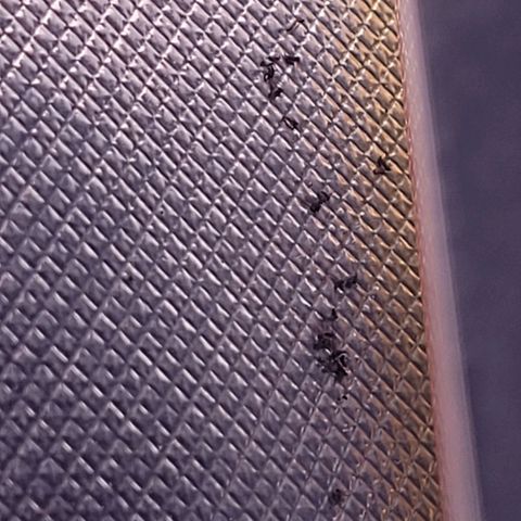 BubbleGum #2 growlog photo: Mücken über Mücken u das so gut wie über Nacht. Das erklärt den Krüppelwuchs zu Beginn. Die BioBizz All Mix war von Anfang an Eier Verseucht und als Larven Fraßen die die Wurzeln an.