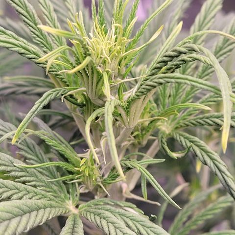 BubbleGum #1 growlog timeline photo