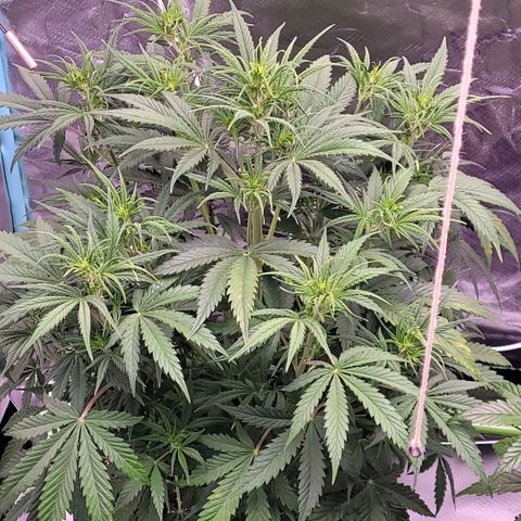 BubbleGum #1 growlog timeline photo