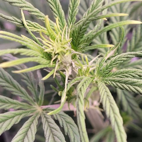 BubbleGum #1 growlog timeline photo