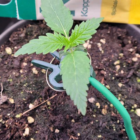 Berry growlog timeline photo