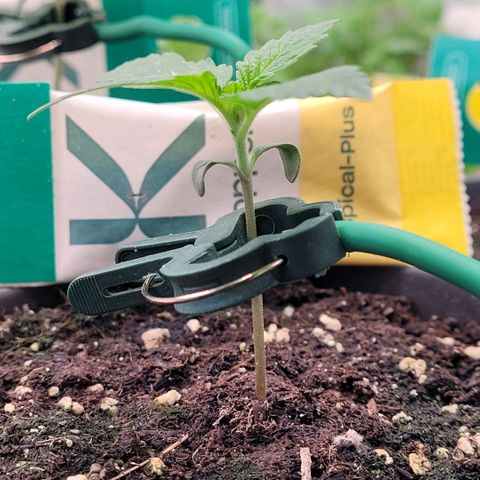 Berry growlog timeline photo