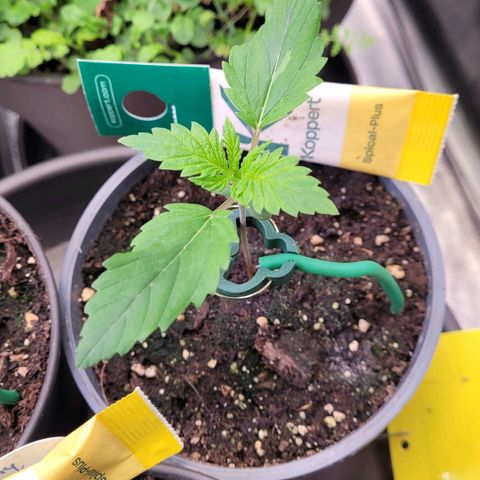 Pearli growlog timeline photo