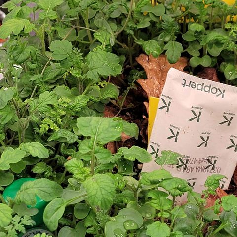 Berry growlog photo: Es wächst wunder schön der Bodendecker in der Living Soil wo bald die kleinen ihre Wurzeln weiter aus treiben können. In die end Töpfe gab es heute je 600 ml Wasser um ein aus trocknen der Erde zu vermeiden
