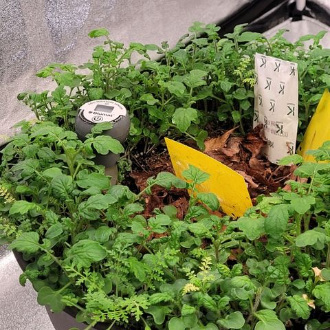Berry growlog photo: Es wächst wunder schön der Bodendecker in der Living Soil wo bald die kleinen ihre Wurzeln weiter aus treiben können. In die end Töpfe gab es heute je 600 ml Wasser um ein aus trocknen der Erde zu vermeiden