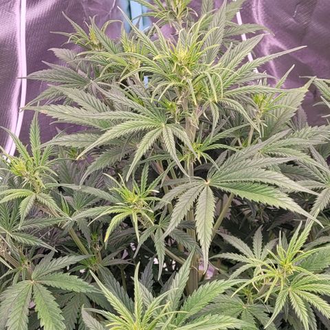 BubbleGum #2 growlog timeline photo