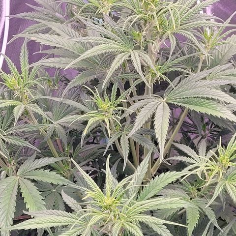 BubbleGum #2 growlog timeline photo