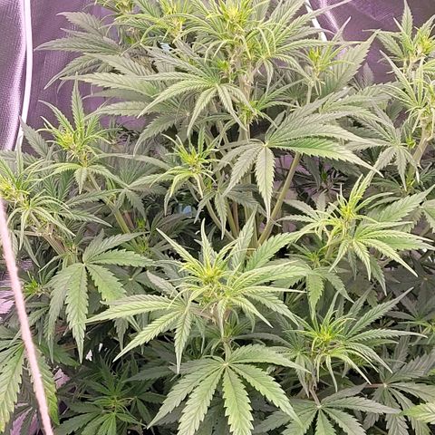 BubbleGum #2 growlog timeline photo