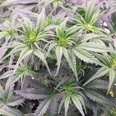 BubbleGum #1 growlog timeline photo