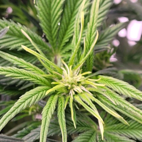 BubbleGum #1 growlog timeline photo
