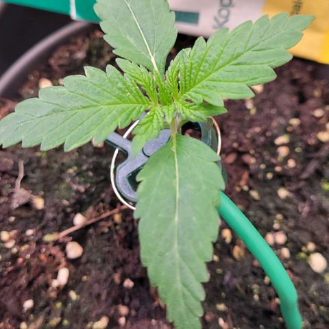 Berry growlog timeline photo