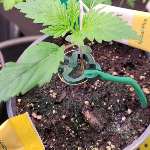 Pearli growlog timeline photo
