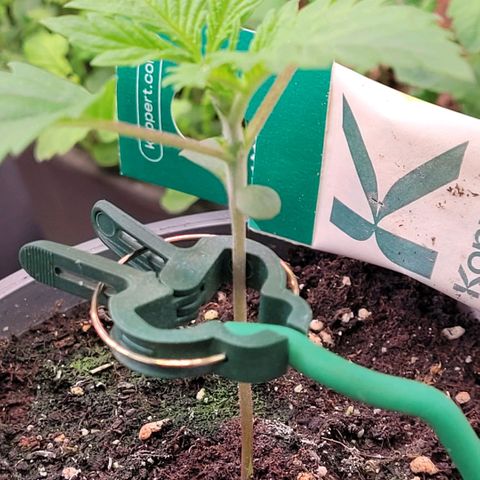 Pearli growlog timeline photo
