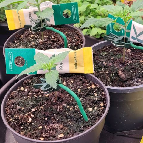 Berry growlog timeline photo