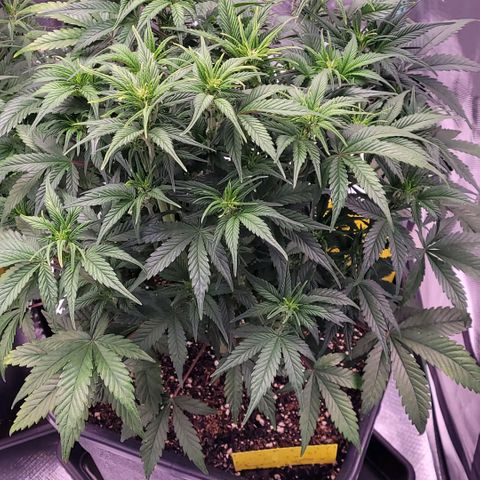 BubbleGum #1 growlog timeline photo