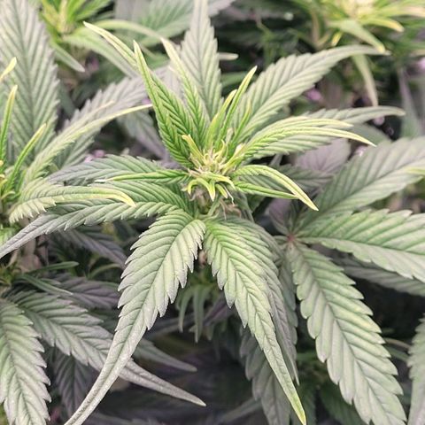 BubbleGum #1 growlog timeline photo