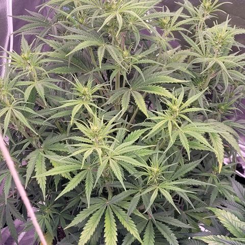 BubbleGum #2 growlog timeline photo