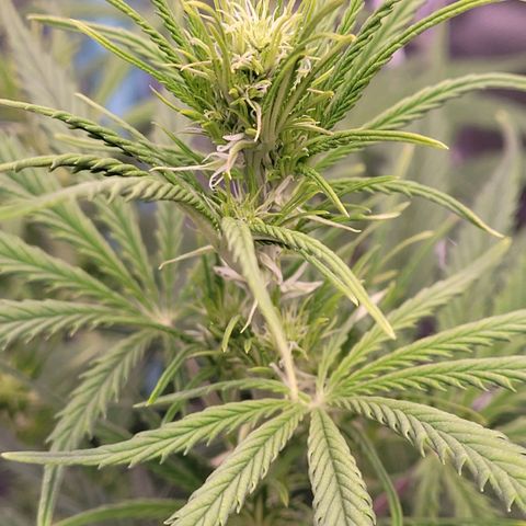 BubbleGum #2 growlog timeline photo