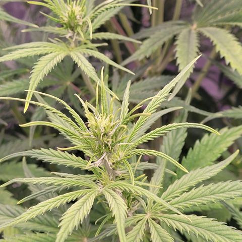 BubbleGum #2 growlog timeline photo