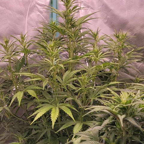 BubbleGum #2 growlog timeline photo