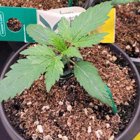 Berry growlog photo: Absolutes Miniatur Objekt