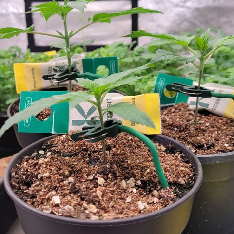 Berry growlog photo: Absolutes Miniatur Objekt