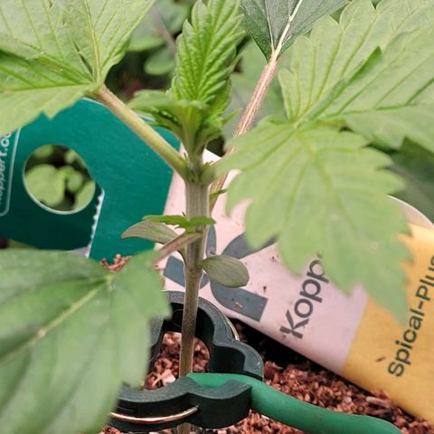 Pearli growlog timeline photo