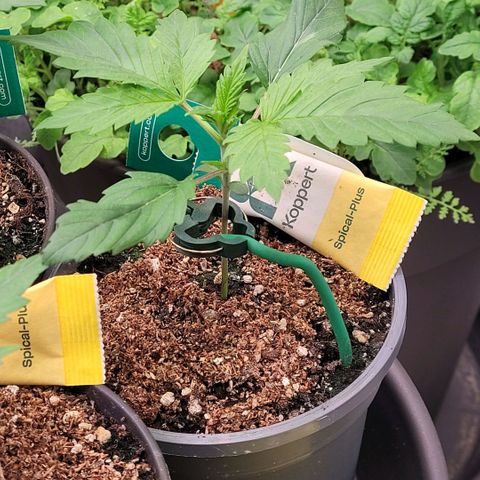 Pearli growlog timeline photo