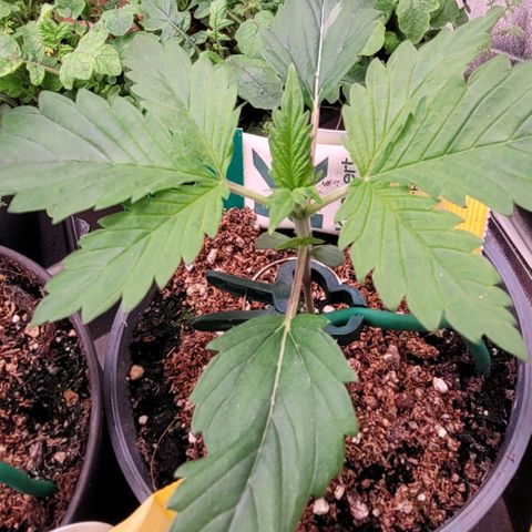 Pearli growlog timeline photo