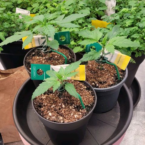 Berry growlog timeline photo