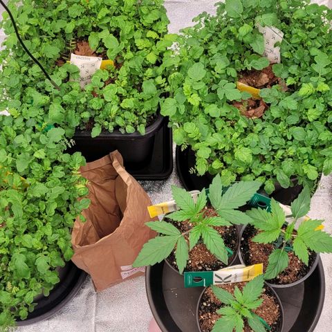 Berry growlog timeline photo