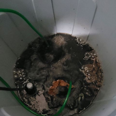 Berry growlog photo: Für das baldige Umpflanzen in die Endtöpfe und zum guten Start, ist gerade ein beheizter aktiv Belüfteter Kompost Tee gestartet