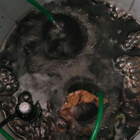 Berry growlog photo: Für das baldige Umpflanzen in die Endtöpfe und zum guten Start, ist gerade ein beheizter aktiv Belüfteter Kompost Tee gestartet