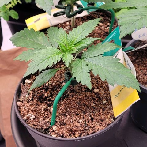 Berry growlog photo: Sie bleibt extrem zurück