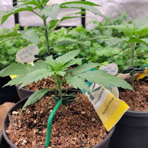 Berry growlog photo: Sie bleibt extrem zurück