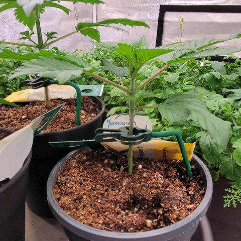 Pearli growlog timeline photo