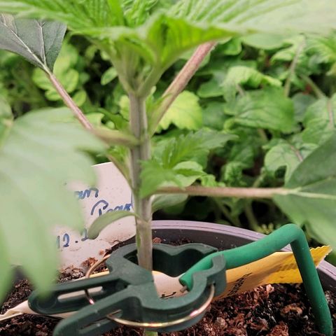 Pearli growlog timeline photo