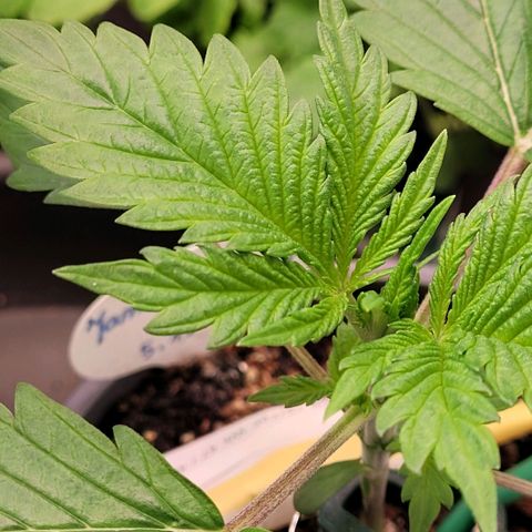 Pearli growlog timeline photo