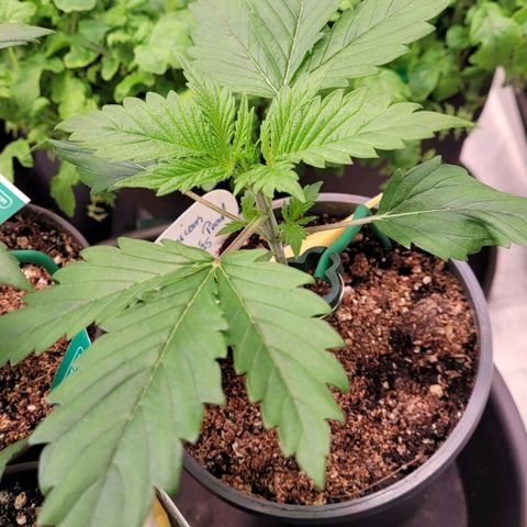 Pearli growlog timeline photo