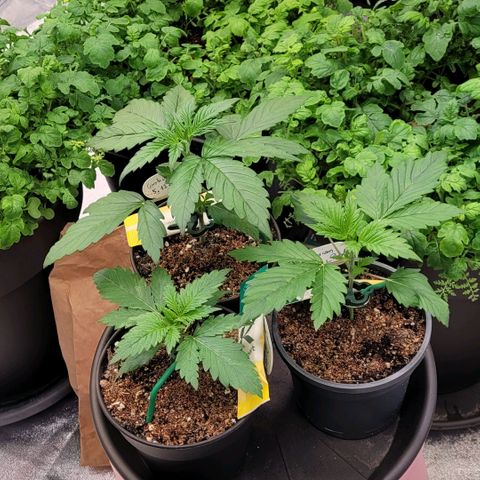 Berry growlog photo: Die größte; Cookies OG , werde ich Toppen und sie damit halbieren in der Höhe und Definitiv von ihr Klone machen